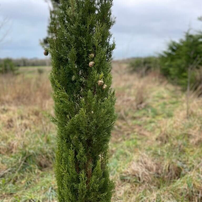 single cypress on a green grass field
