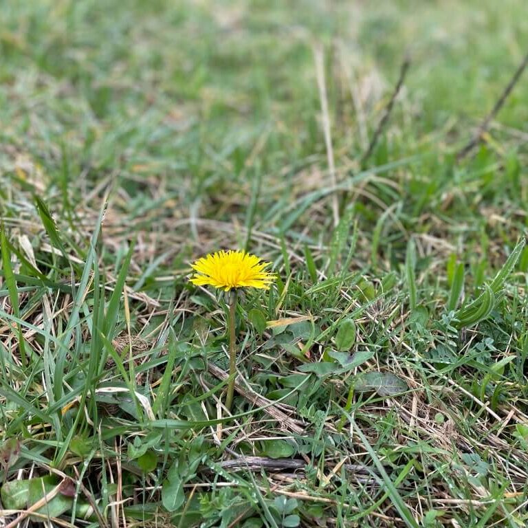 yellow dandilion on a green field